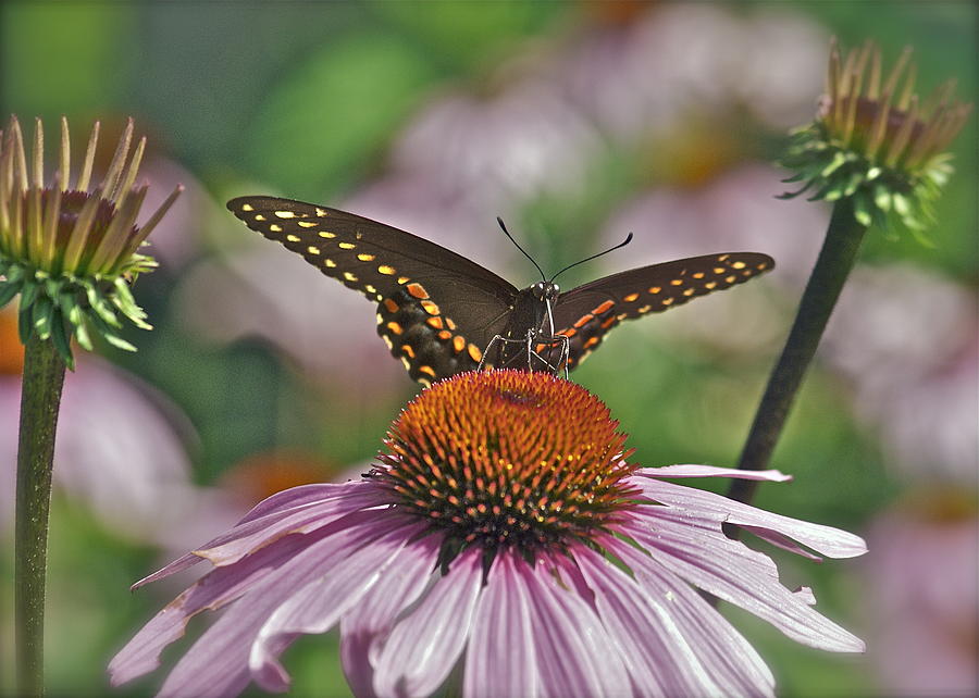 Black Swallowtail on Cone Flower Photograph by Michael Peychich