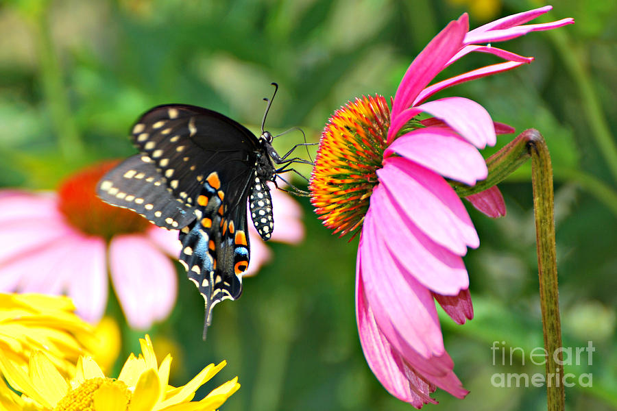 Black Swallowtail on Coneflower Photograph by Lila Fisher-Wenzel