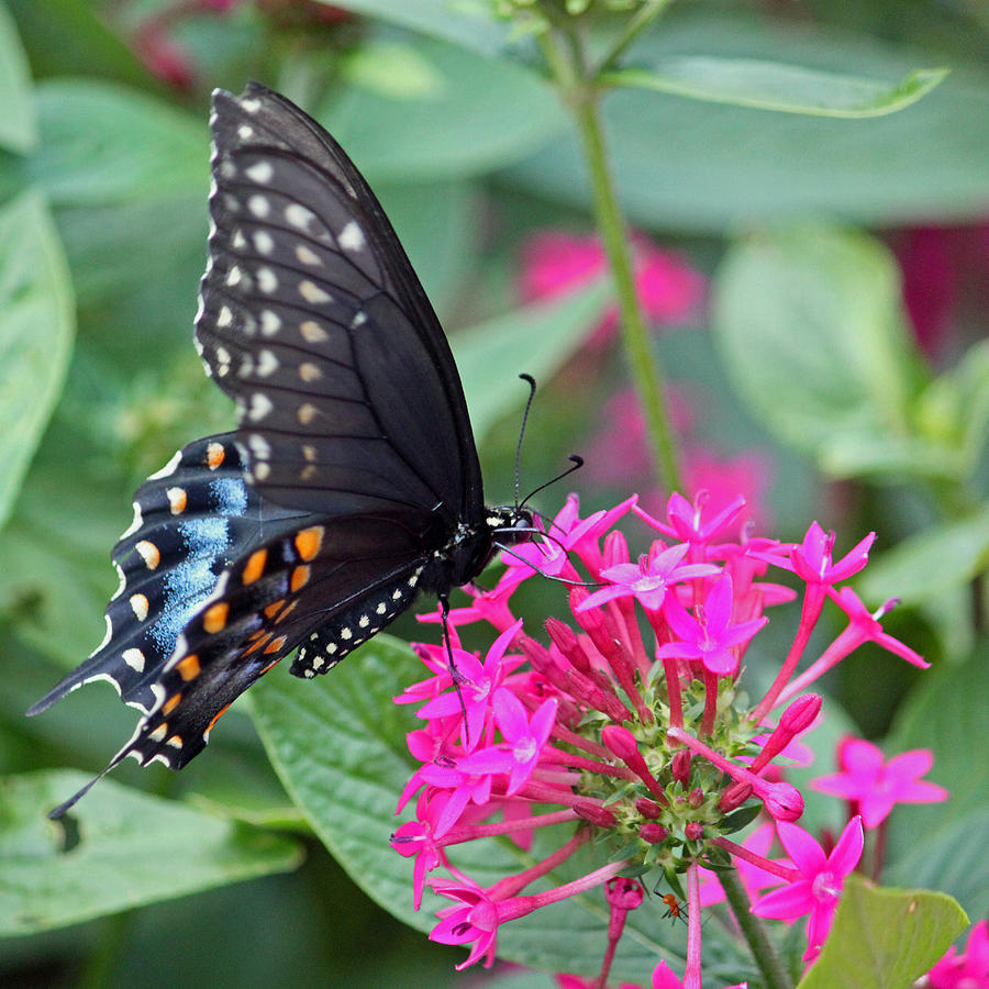 Black Swallowtail on Fuchsia Photograph by Suzanne Gaff