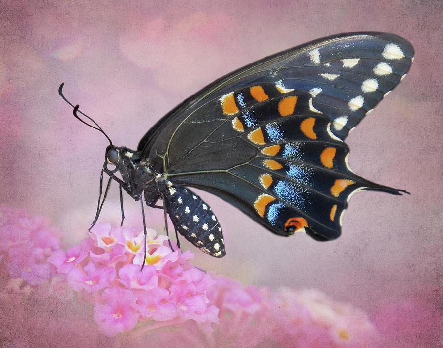Black Swallowtail on Lantana Photograph by David and Carol Kelly