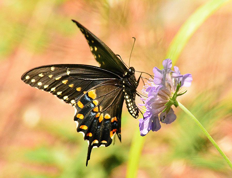 Black Swallowtail on Purple Photograph by Judy Genovese