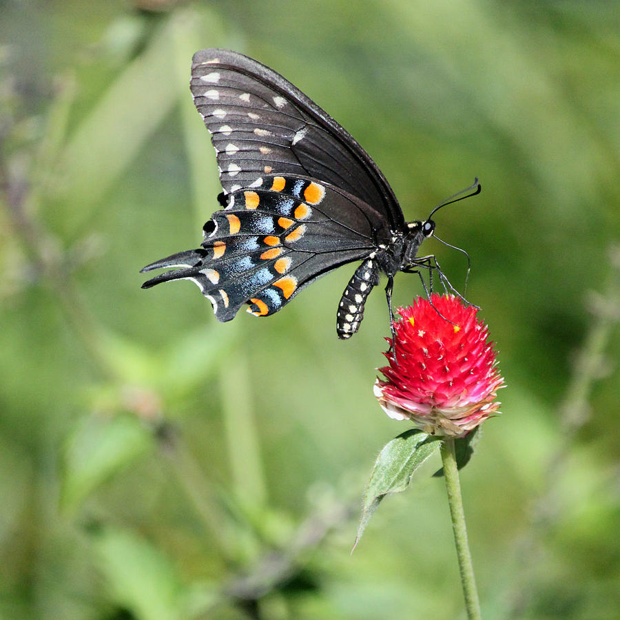 Black Swallowtail on Red Flower Photograph by Suzanne Gaff