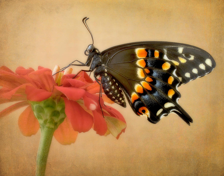 Black Swallowtail on Zinnia Photograph by David and Carol Kelly