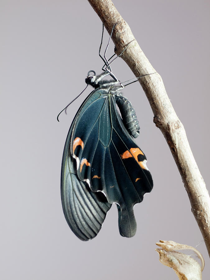 Black Swallowtail Photograph by Polotan