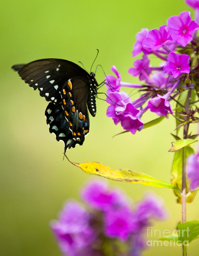 Black Swallowtail Photograph by Roger Bailey