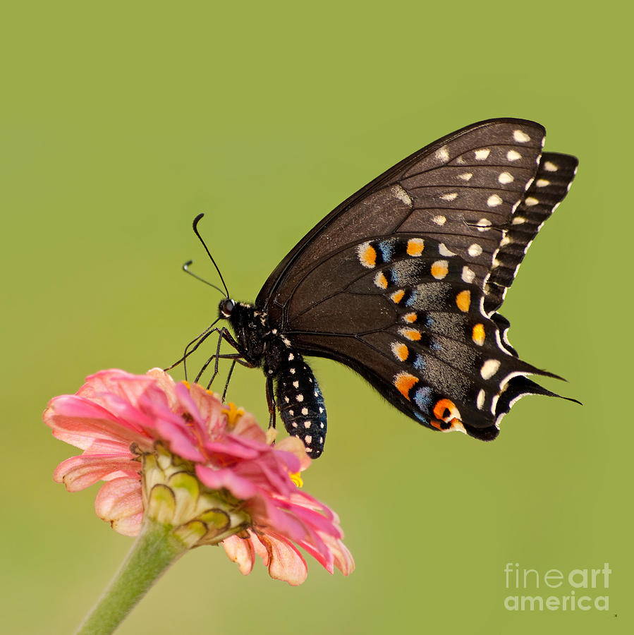 Black Swallowtail Photograph by Sari ONeal