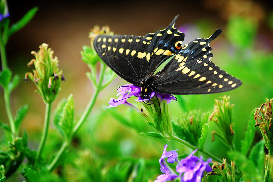 Black Swallowtail Photograph by Tracy Smith Black Swallowtail Photograph by Tracy Smith