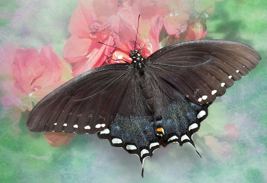 Butterfly Photograph - Spicebush Swallowtail by David and Carol Kelly
