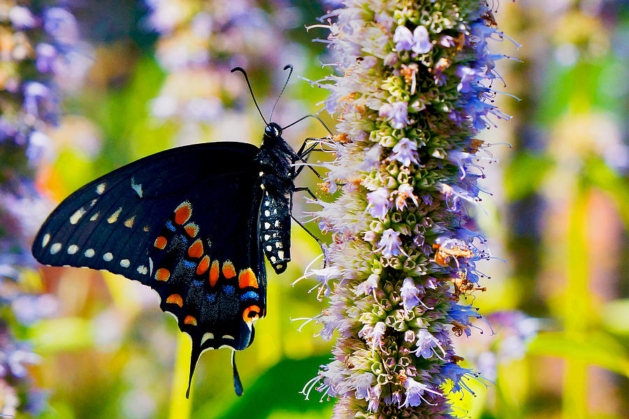 Black Swallowtail Photograph by William Jobes