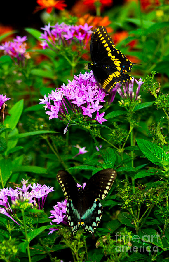 Black Swallowtails Photograph by Angela DeFrias