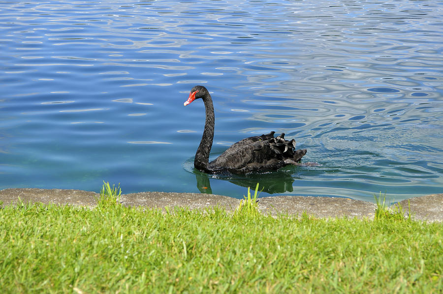 Black Swan 2 Photograph