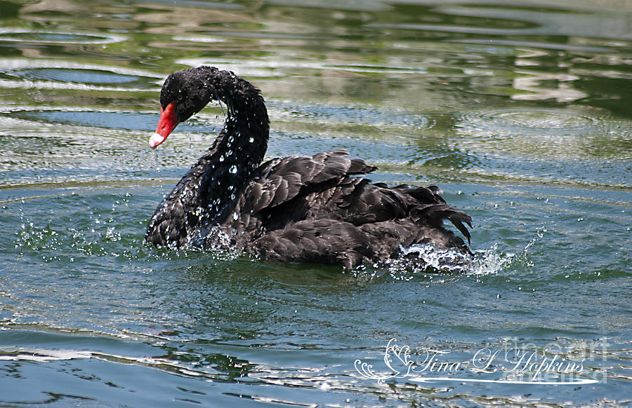 Black Swan 20120706_121a Photograph by Tina Hopkins