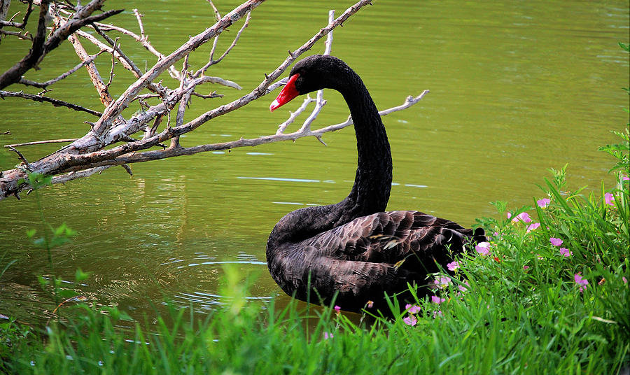 Black Swan 3 Photograph by Leticia Latocki