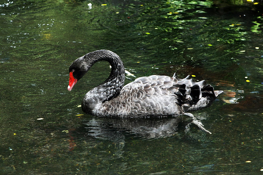 Wildlife Photograph - Black Swan  by Al Blount