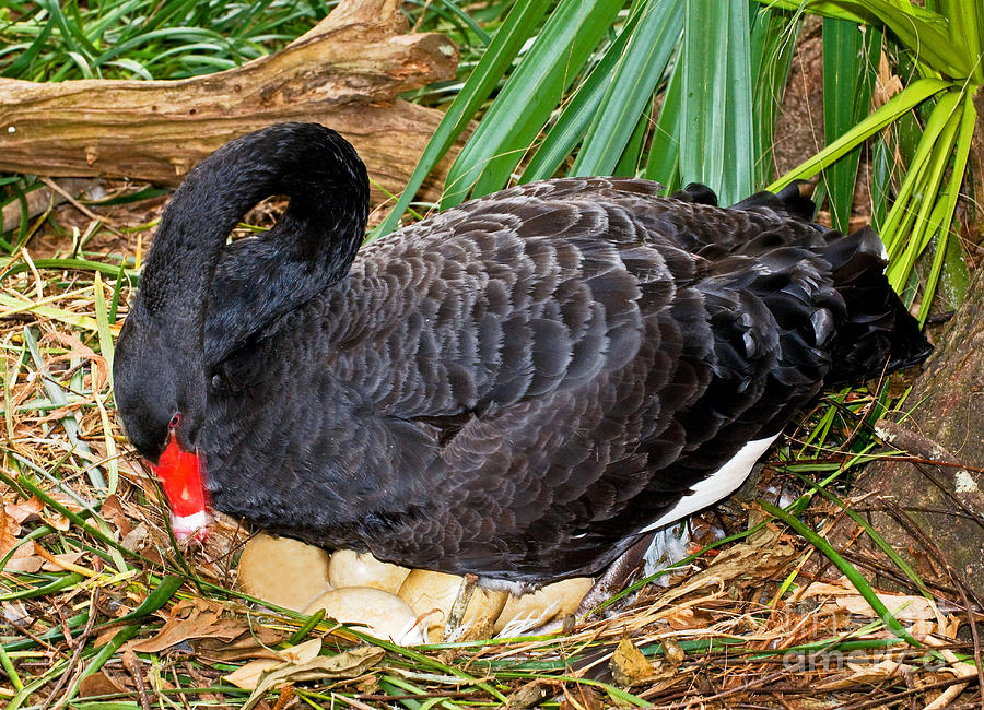 Black Swan At Nest Photograph by Millard H. Sharp