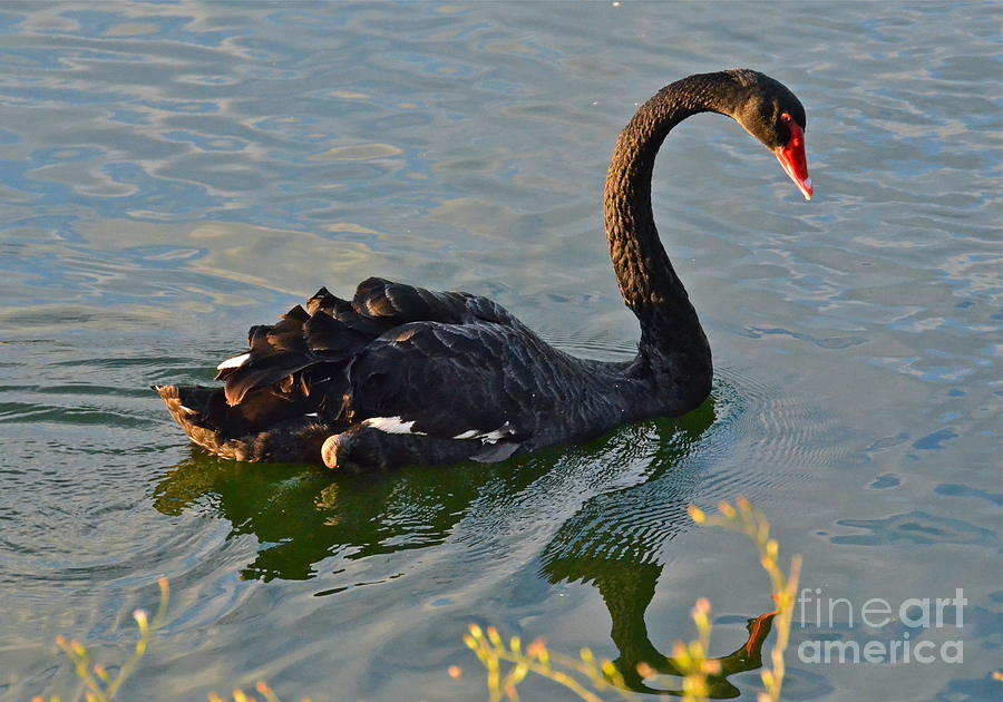 Black Swan at Sunset Photograph by Carol  Bradley