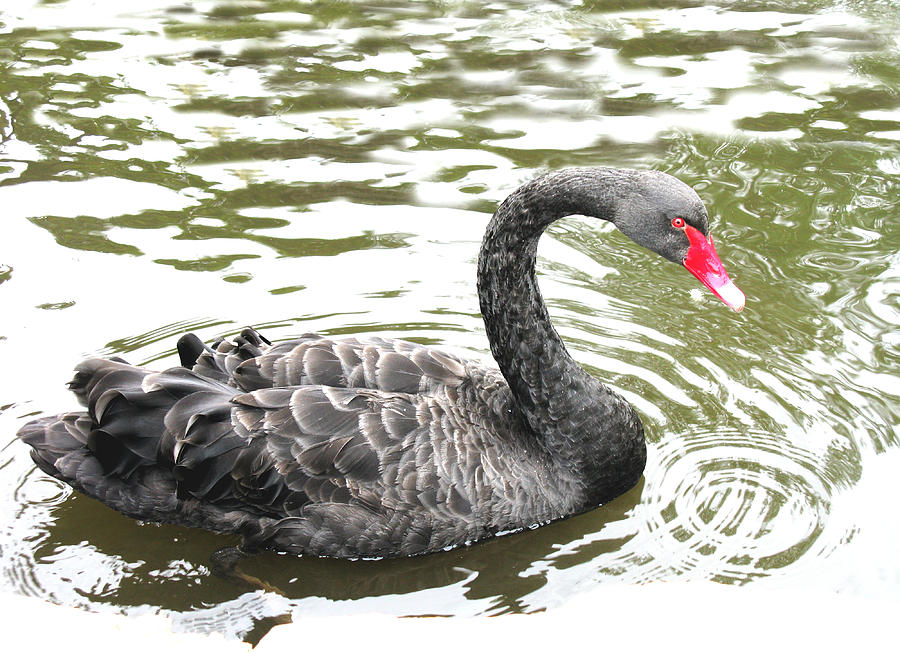 Black Swan bird photograph Photograph by Tom Conway