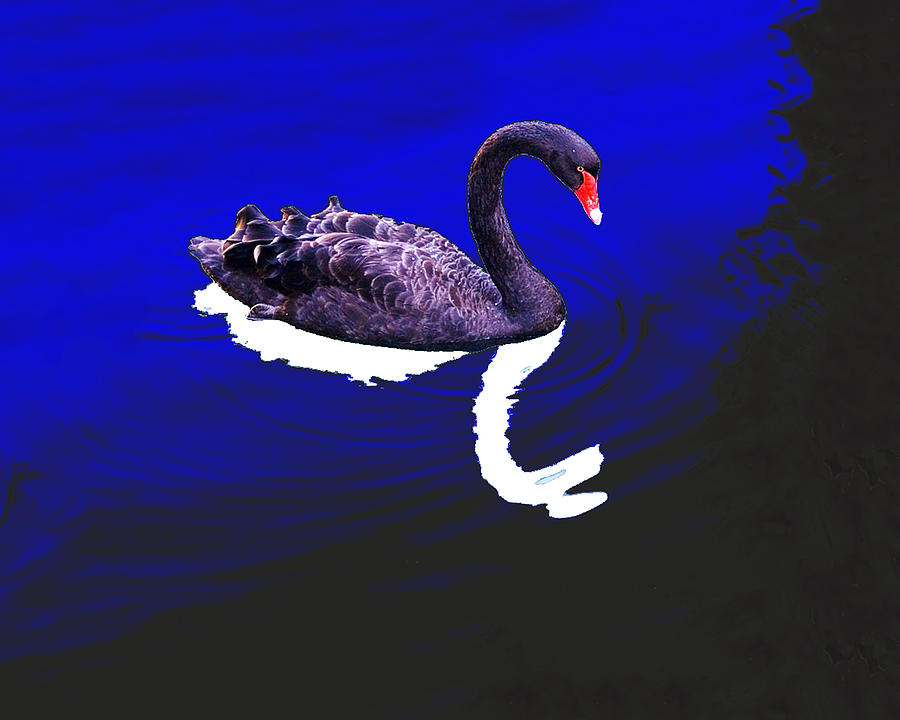 Bird Photograph - Black Swan by Bruce IORIO