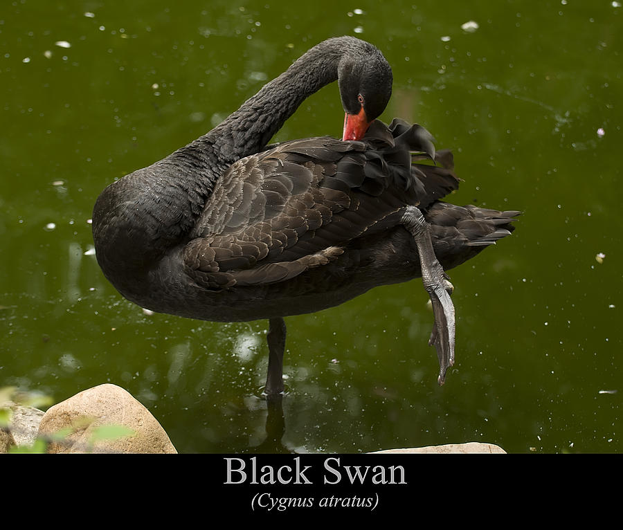 Black Swan Digital Art - Black Swan by Flees Photos