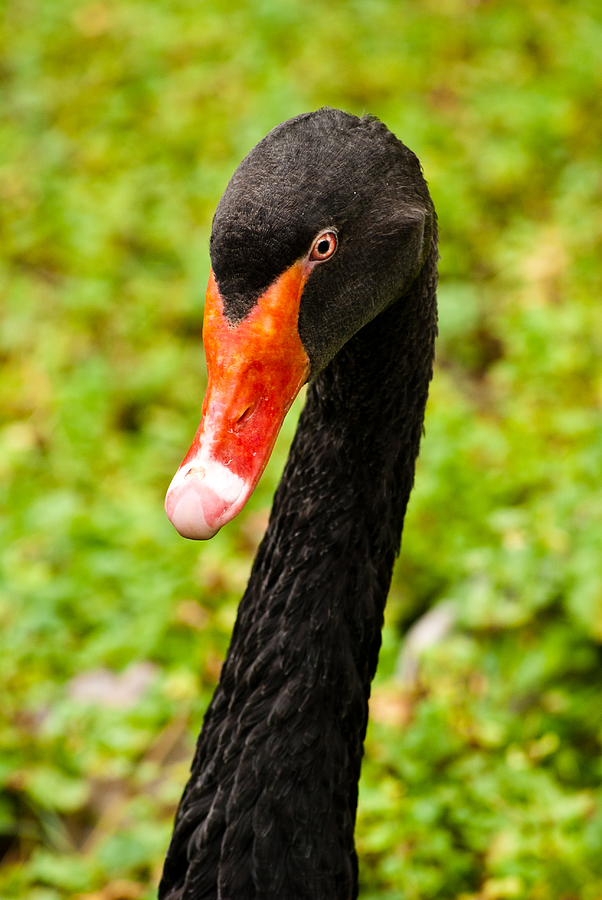 Black Swan Photograph by Christi Kraft