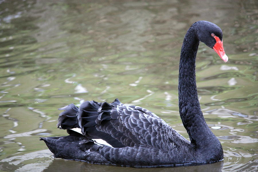 Black Swan Cygnus Atratus Photograph by Kevin F Cook