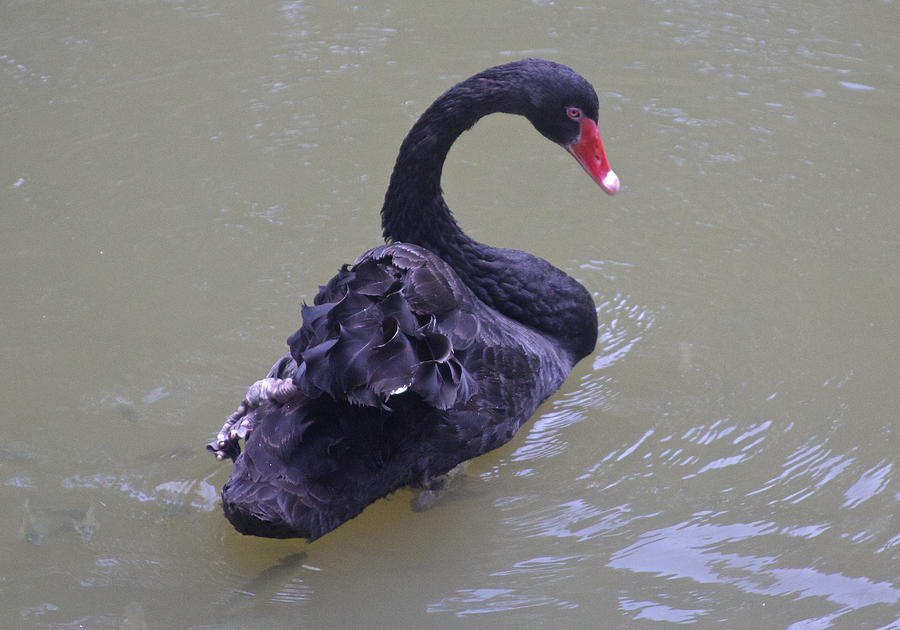 Black Swan, Melbourne, Australia Photograph by Venetia Featherstone-Witty