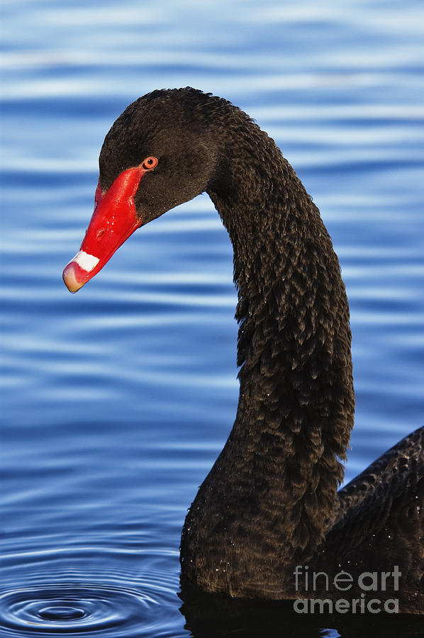 Black Swan - D000671 Photograph by Daniel Dempster