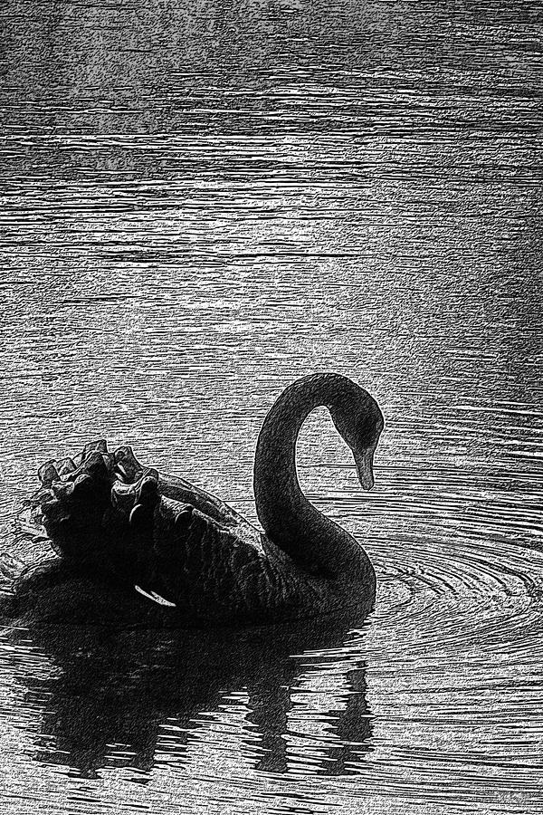 Black And White Photograph - Black Swan by David Davies