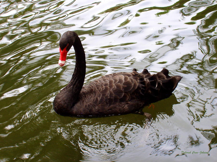 Black Swan Photograph by Deborah  Crew-Johnson
