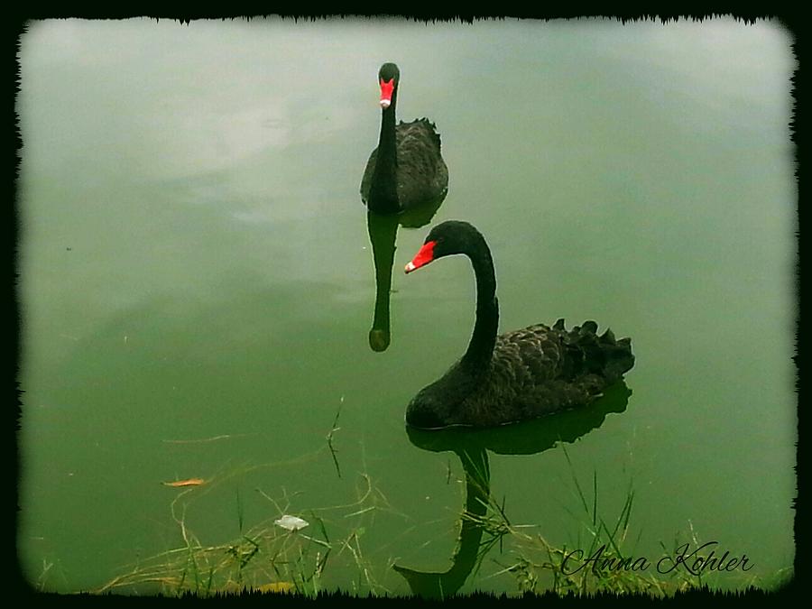 Black Swan Delight Photograph