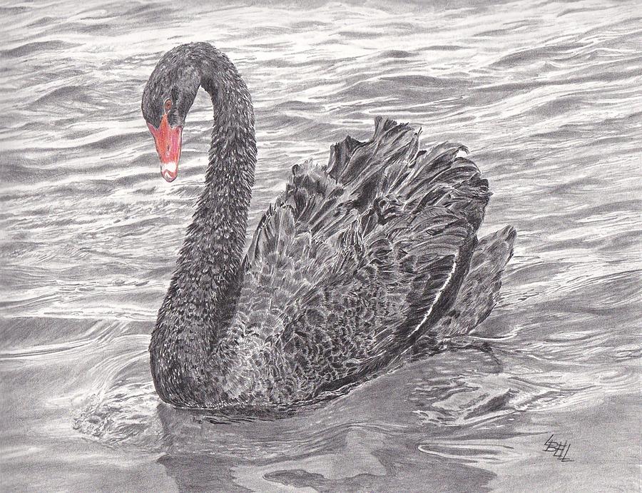 Black Swan Display Drawing by Leonie Bell