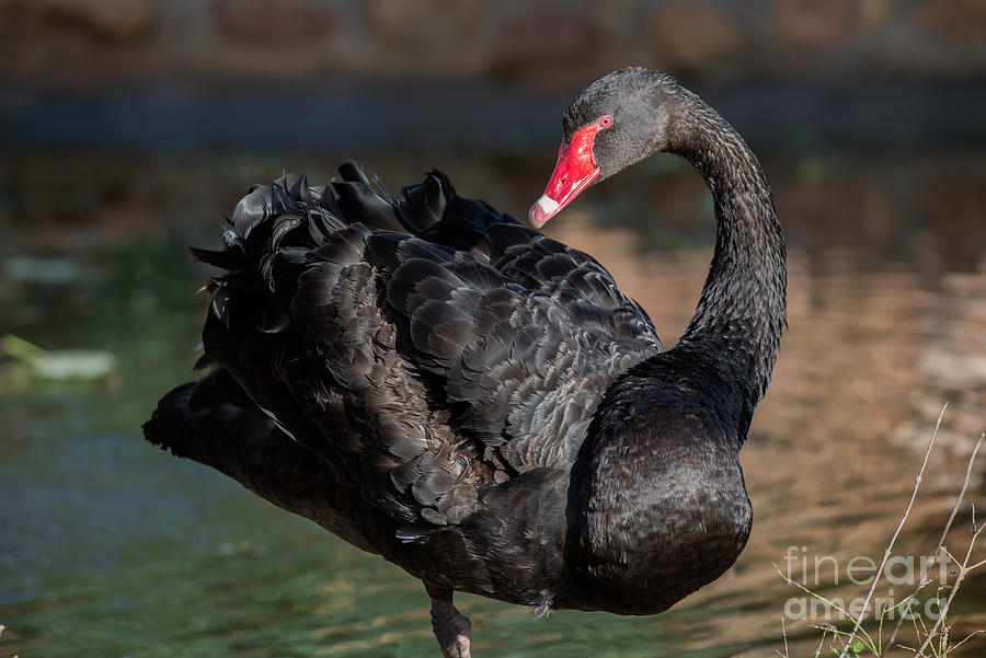 Swan Photograph - Black swan by George Atsametakis