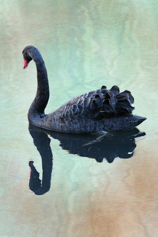Swan Mixed Media - Black Swan by Heike Hultsch
