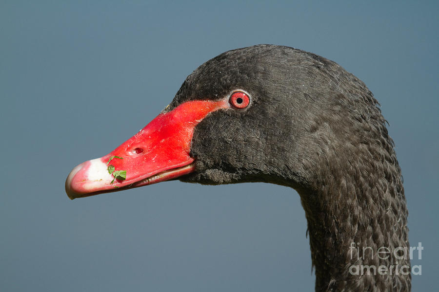 Black Swan Photograph by Helmut Pieper