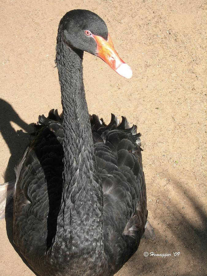 Black Swan Photograph