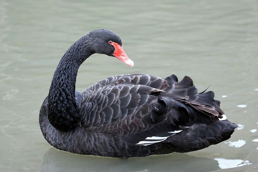 Swan Photograph - Black Swan by John Devries/science Photo Library