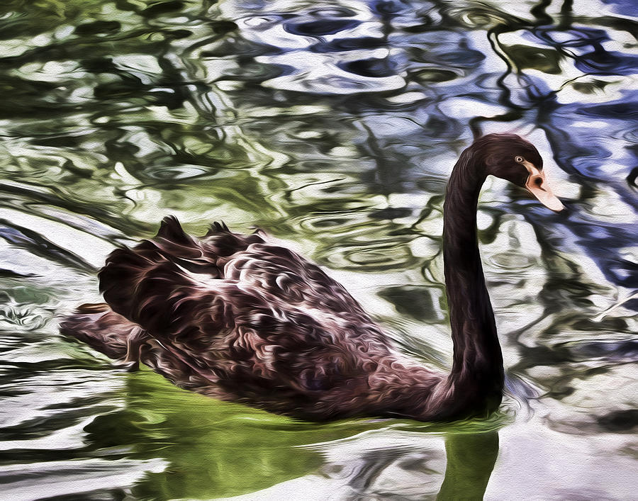Black Swan Photograph by John Freidenberg