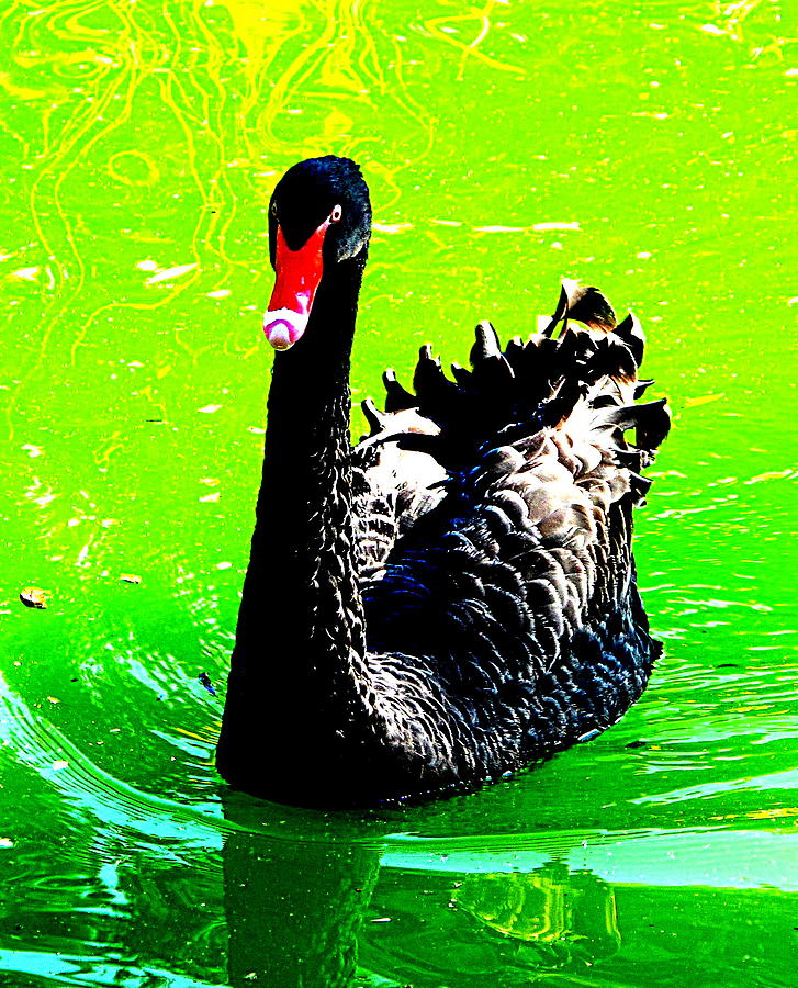 Black Swan Photograph by John King I I I