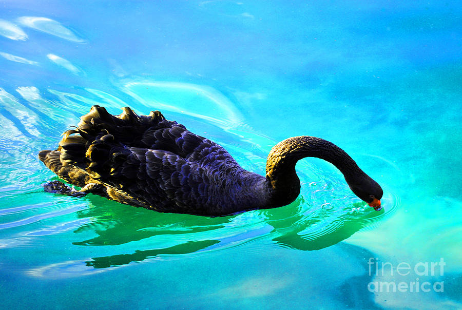 Black Swan Photograph by Jost Houk