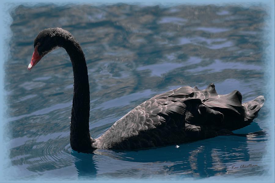 Black Swan Mixed Media by Kae Cheatham