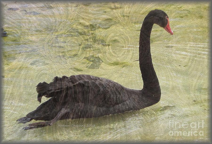 Black Swan Photograph by Kathie Chicoine
