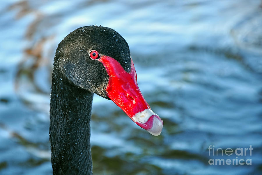 Swan Photograph - Black Swan by Kaye Menner