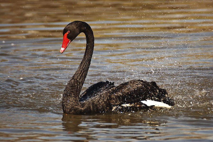 Black Swan Photograph by Lee Kirchhevel