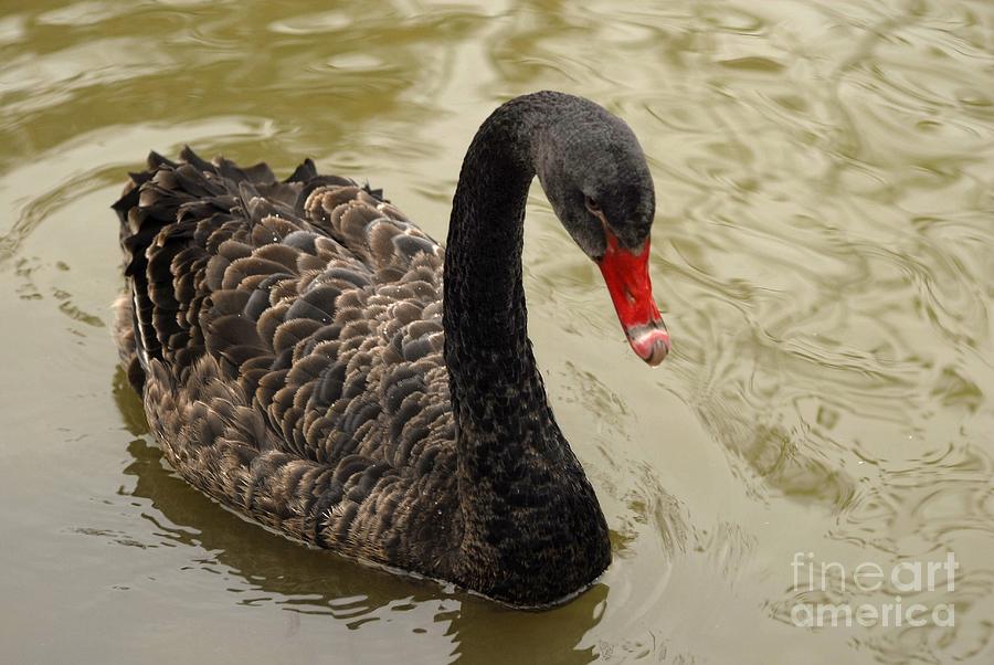 Black Swan Digital Art by Leo Symon