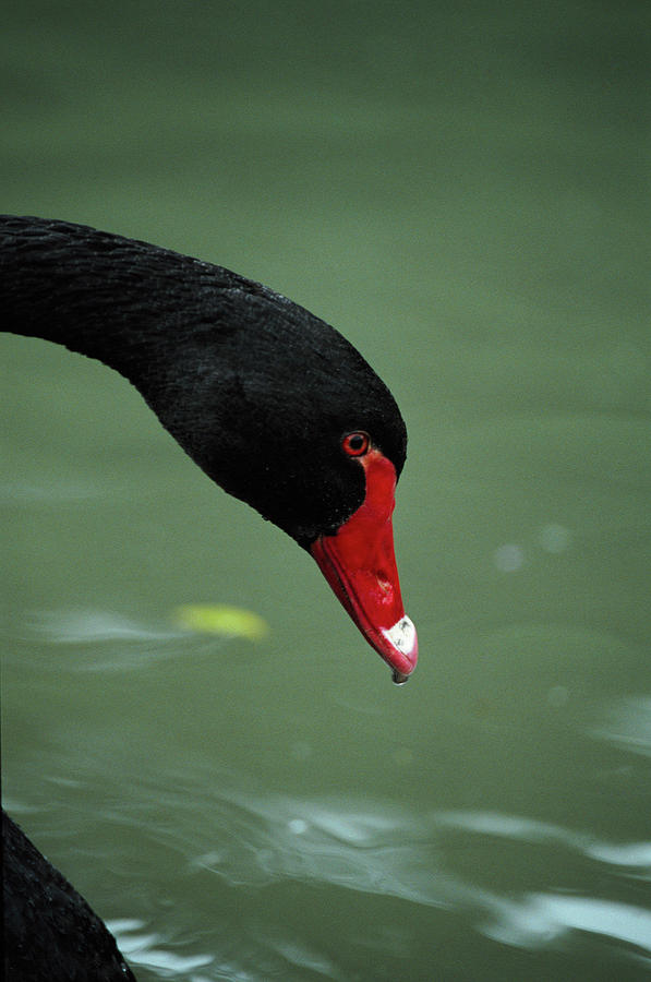 Black Swan Photograph by Leslie J Borg/science Photo Library