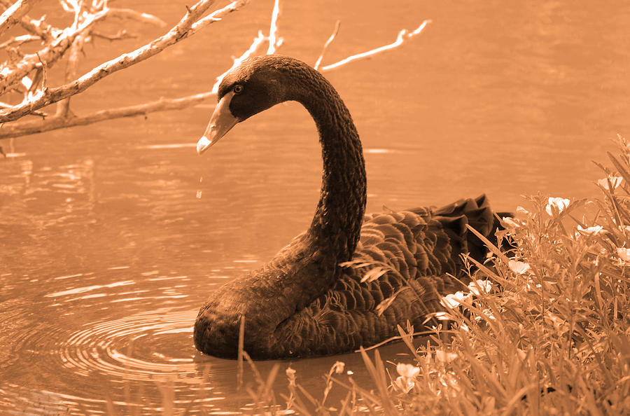 Black Swan Photograph by Leticia Latocki