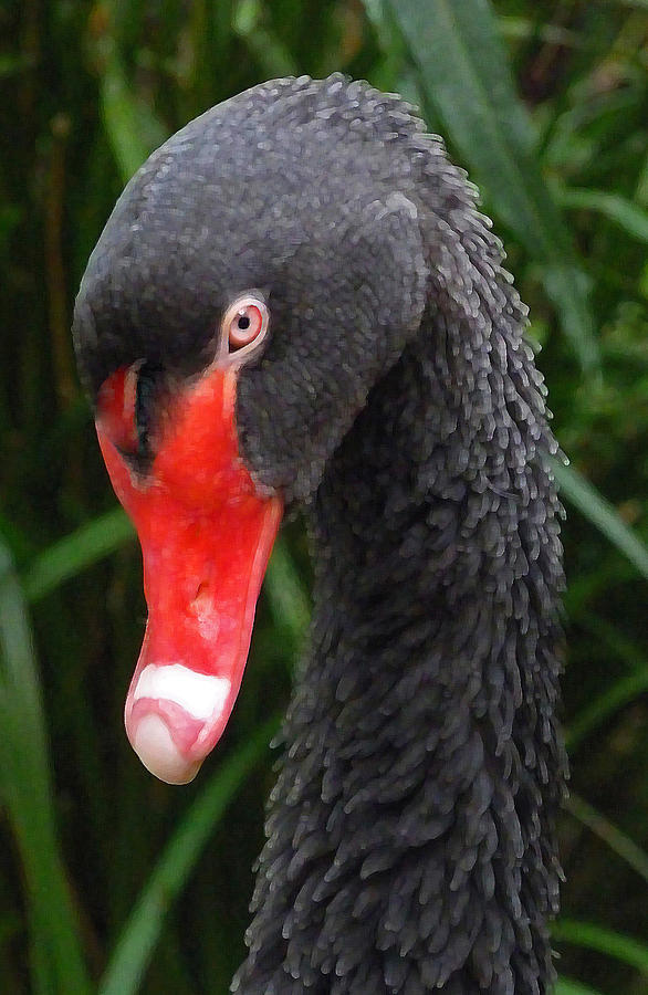 Black Swan Photograph by Margaret Saheed