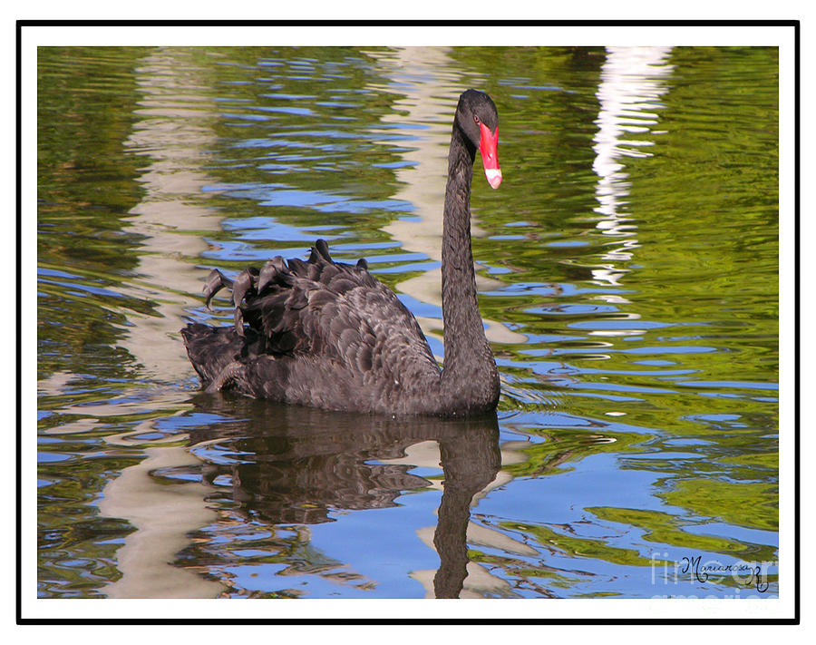 Black Swan Photograph by Mariarosa Rockefeller