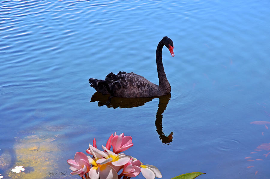 Black Swan Photograph by Marie Hicks