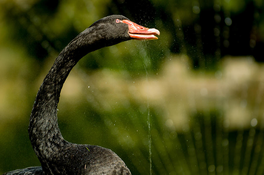 Black Swan Photograph by Mark Llewellyn